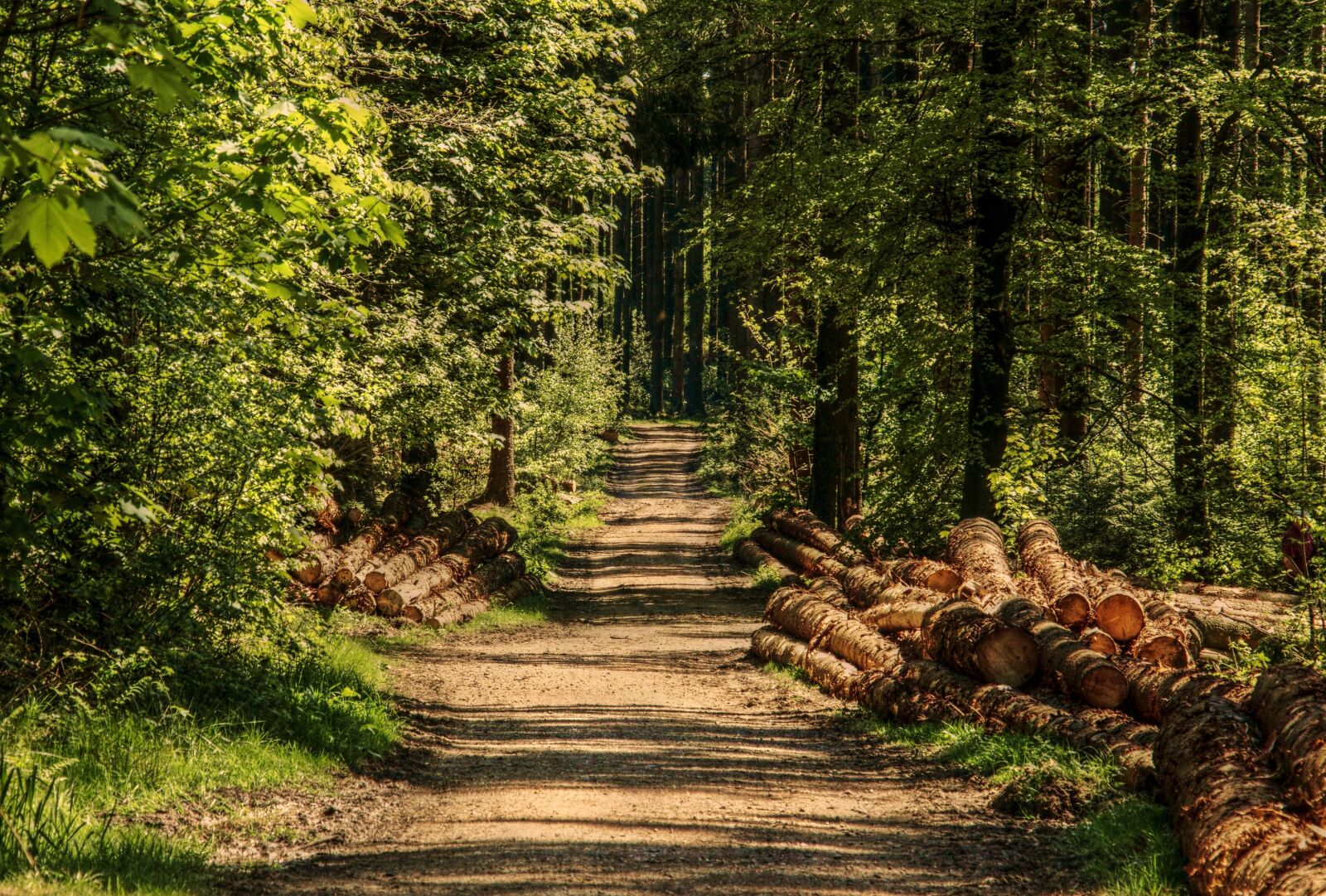Canon EOS 100D (EOS Rebel SL1 / EOS Kiss X7) sample photo. Trees, forest, forest path photography