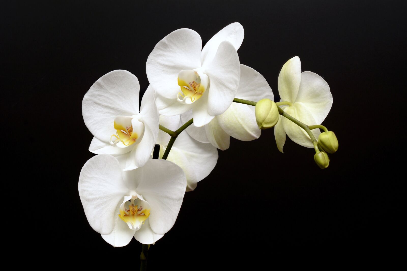 Nikon D7100 sample photo. Orchid, flower, blossom photography