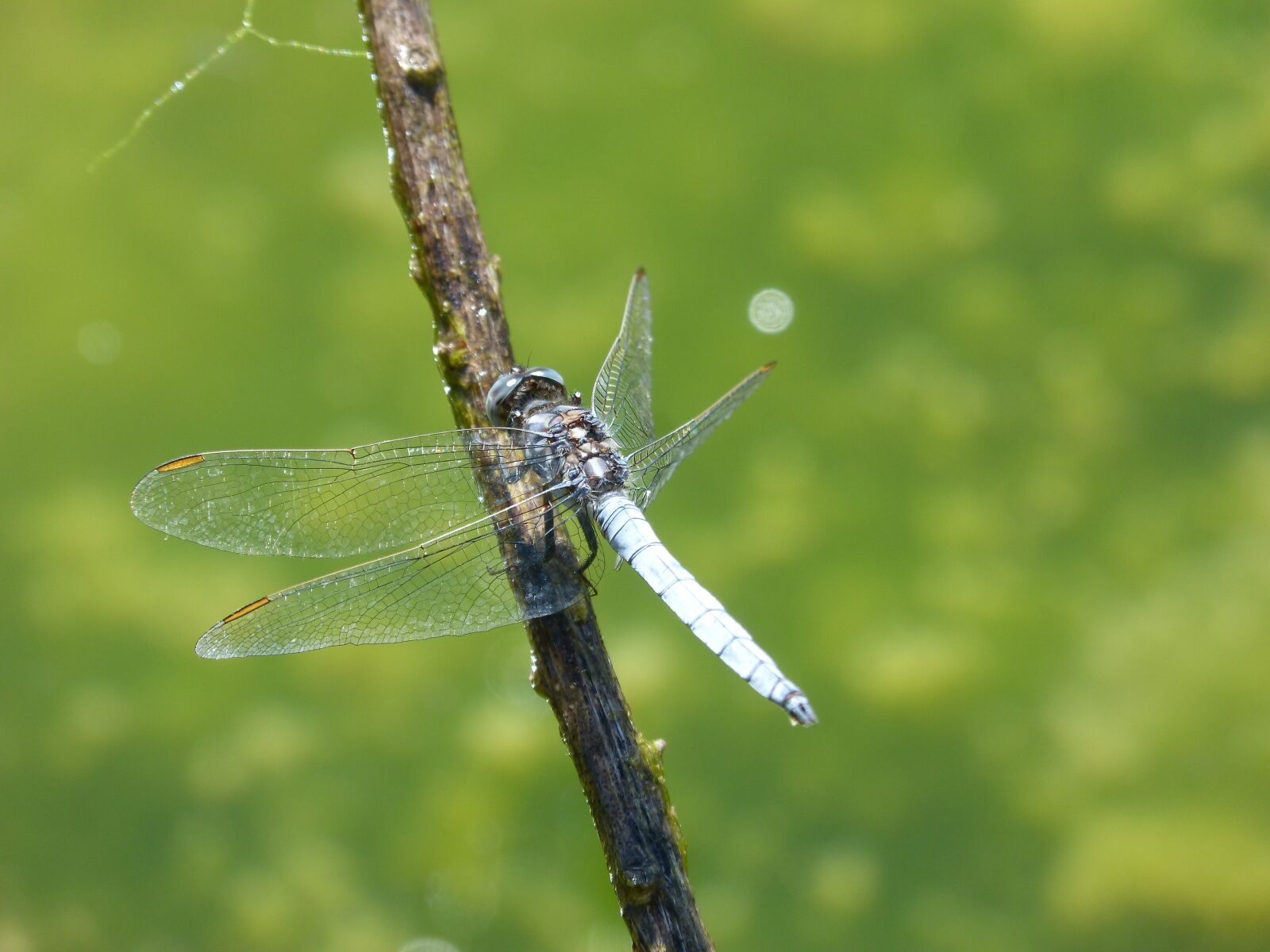 Panasonic DMC-FZ62 sample photo. Blue dragonfly, dragonfly, branch photography
