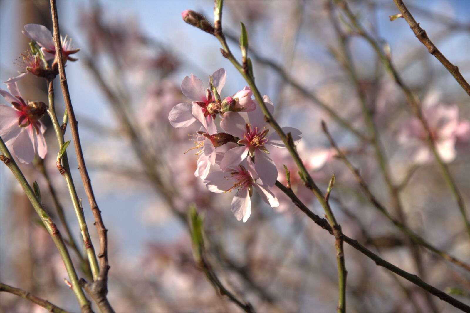 Canon EOS 600D (Rebel EOS T3i / EOS Kiss X5) sample photo. Flower, plant, nature photography