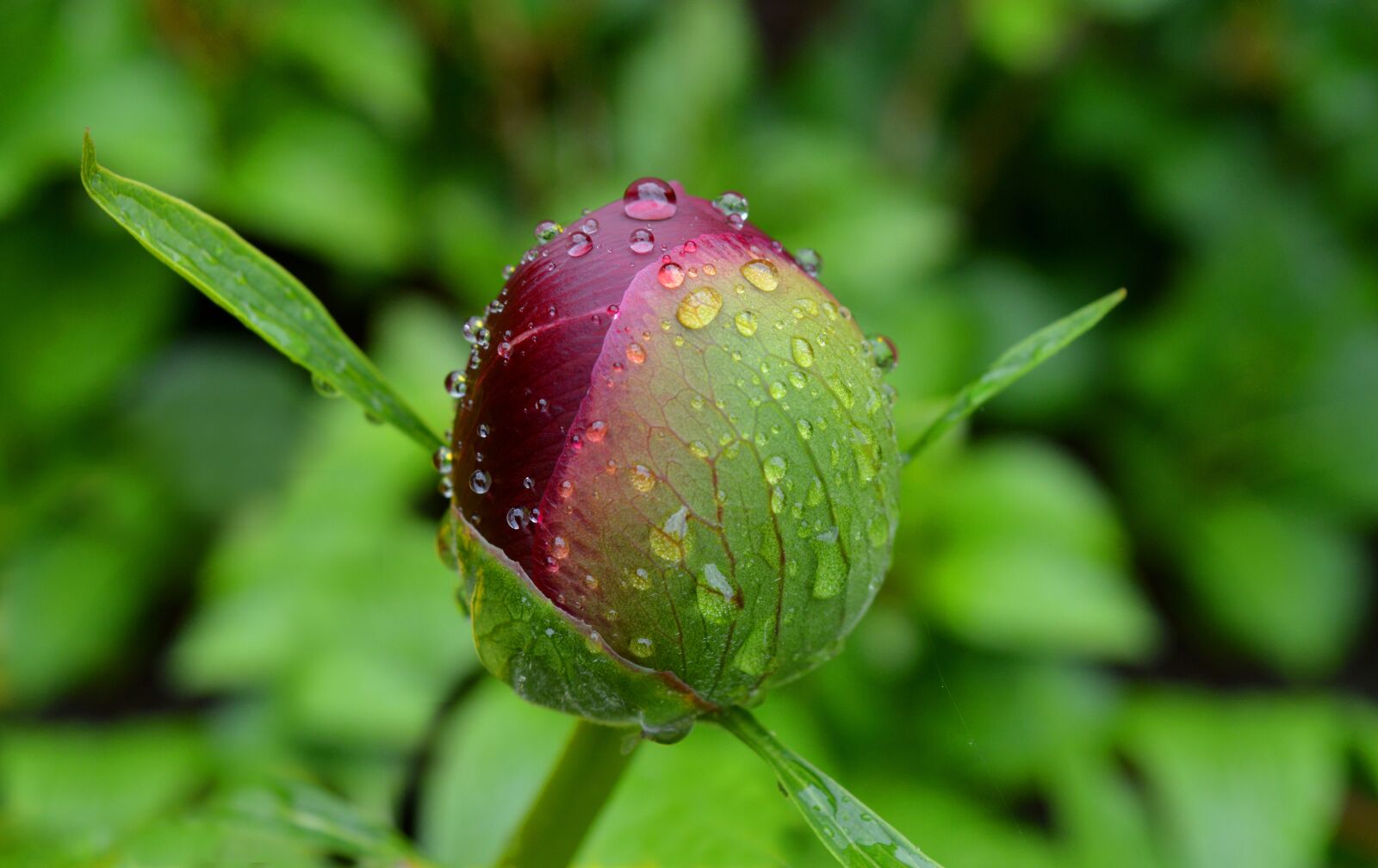Nikon D3200 sample photo. Peony, bud, common peony photography