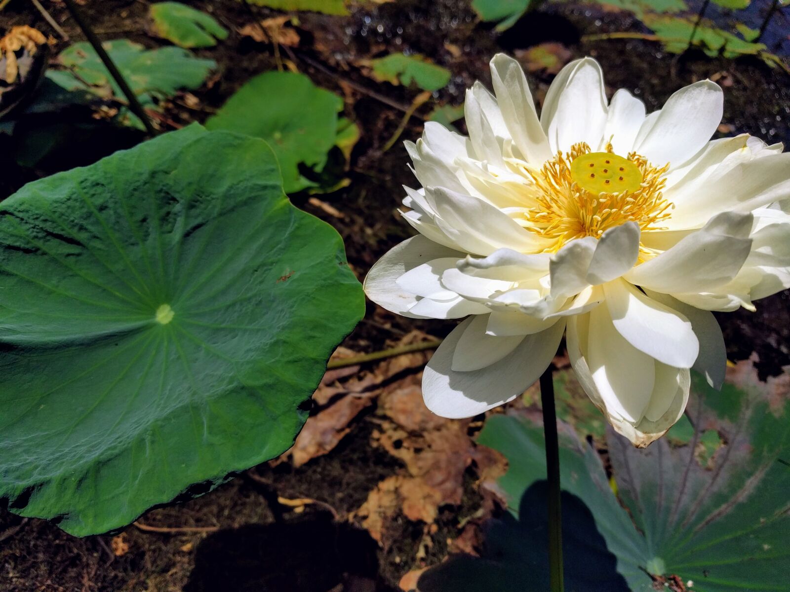 LG Nexus 5X sample photo. Lotus, flower, summer photography