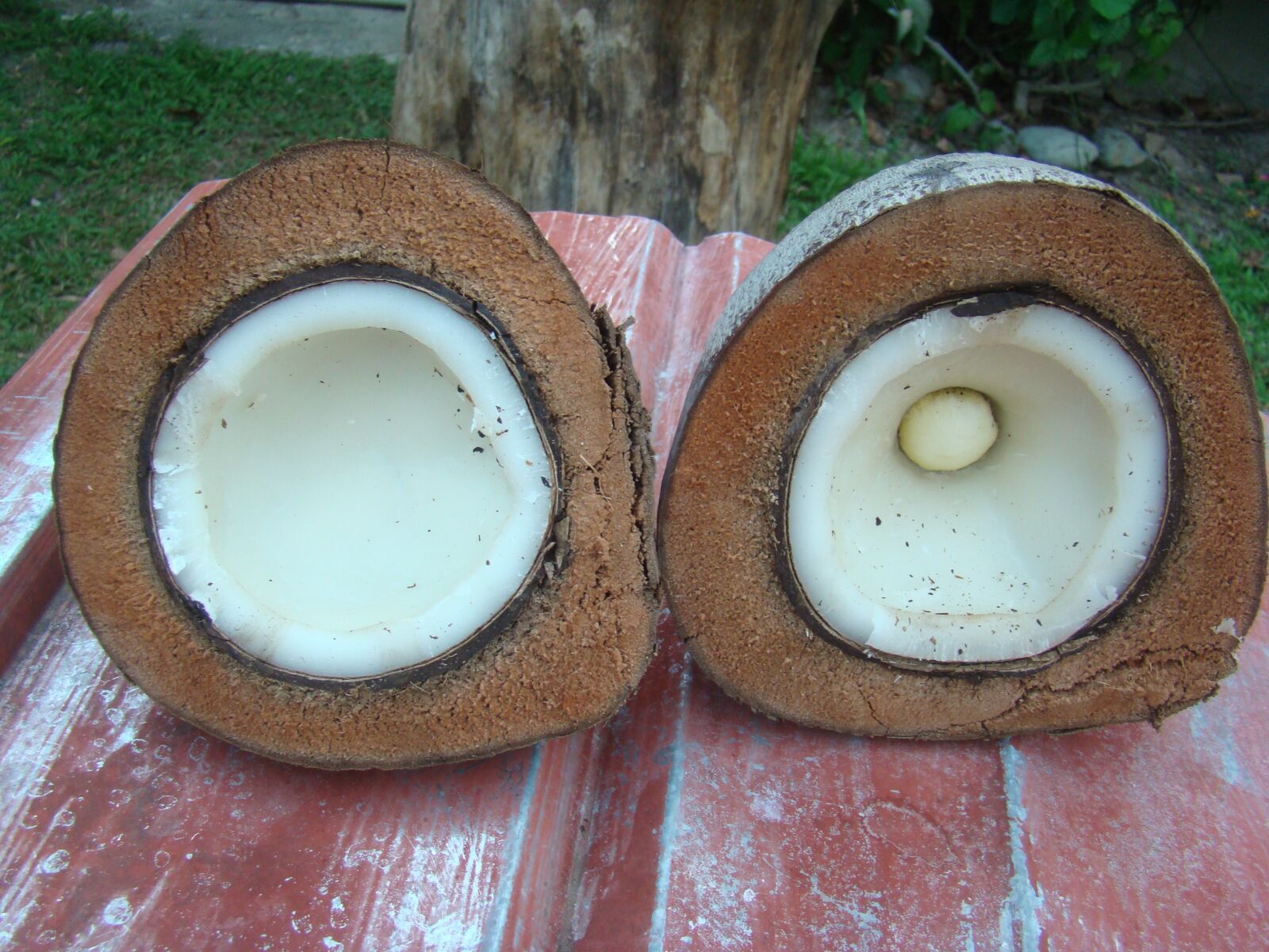 Sony DSC-H7 sample photo. Coconut, cut, exotic photography