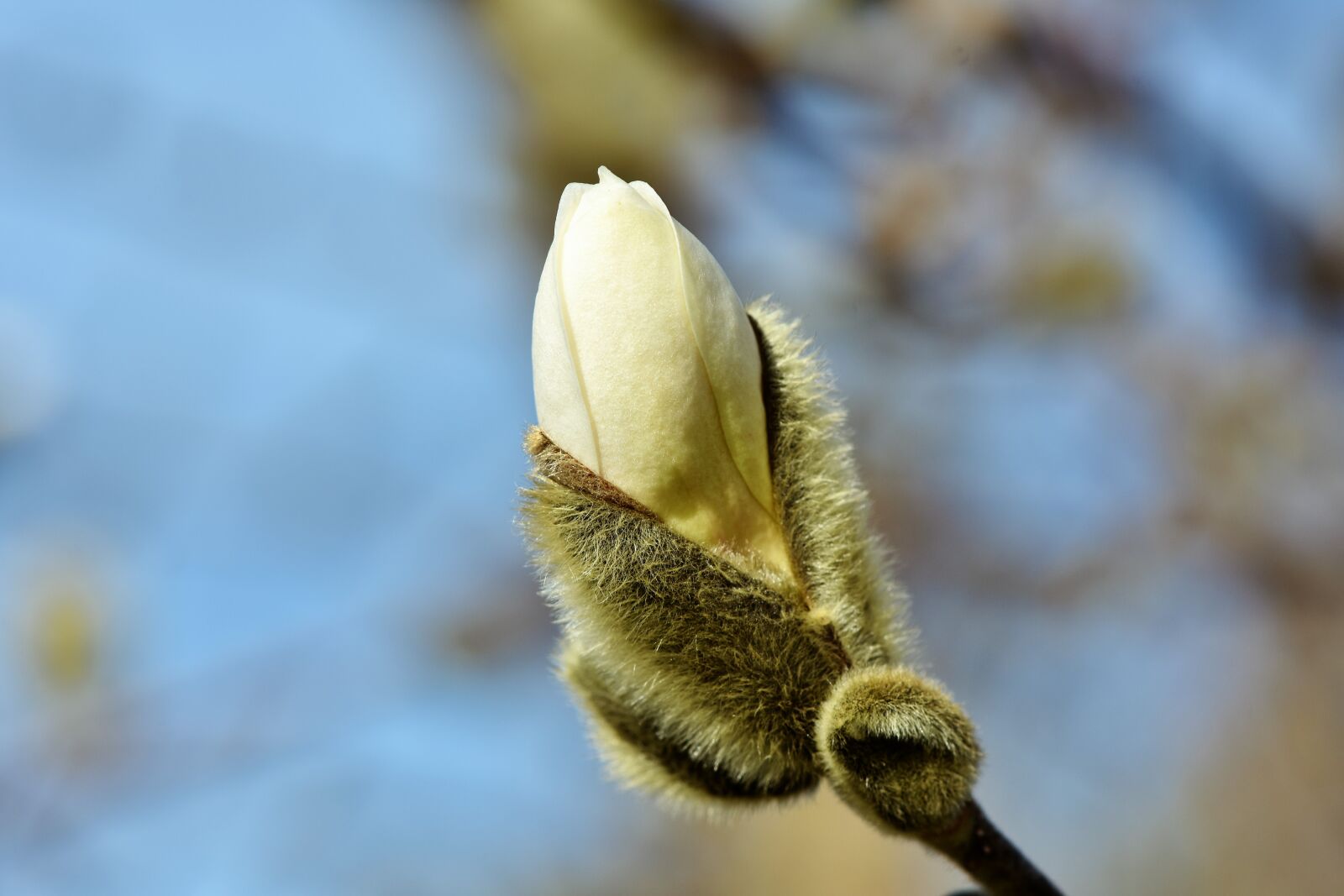 Nikon D7200 sample photo. Magnolia, bud, spring sunshine photography