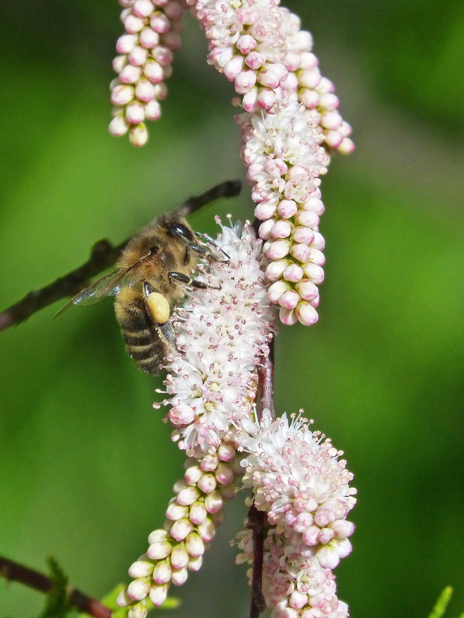 Panasonic DMC-FZ62 sample photo. Bee, flowers, libar photography