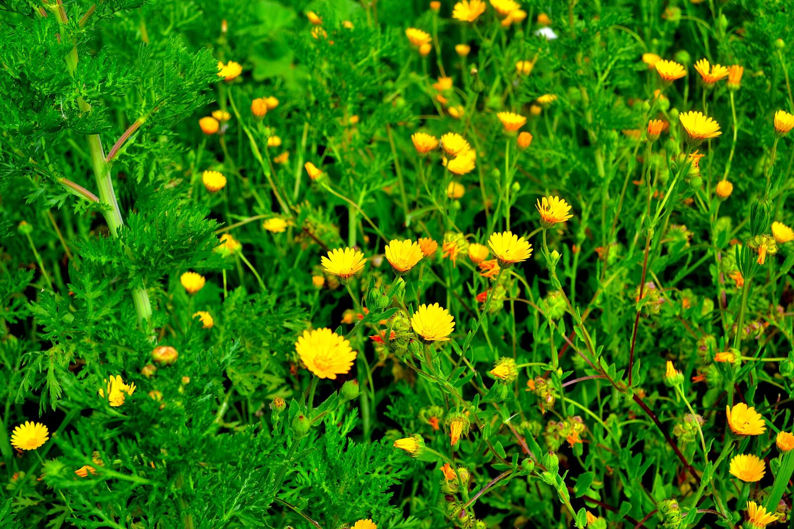 Nikon D3100 sample photo. Margaritas, spring, yellow photography