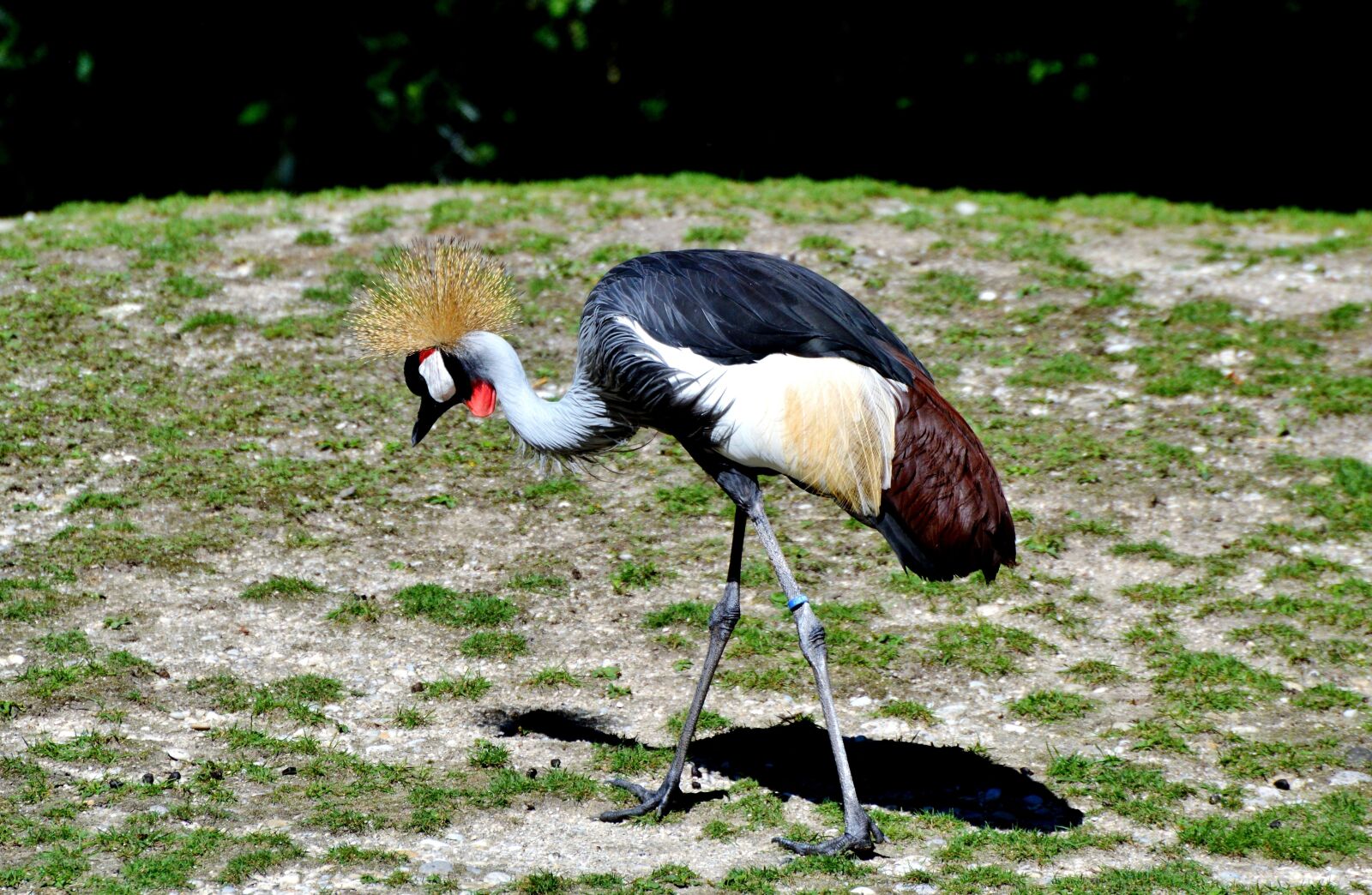 Nikon D3200 sample photo. Grey crowned crane, baleurica photography