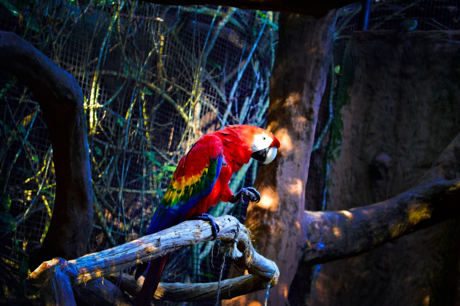 Nikon D3200 sample photo. Bird, arara, animal photography