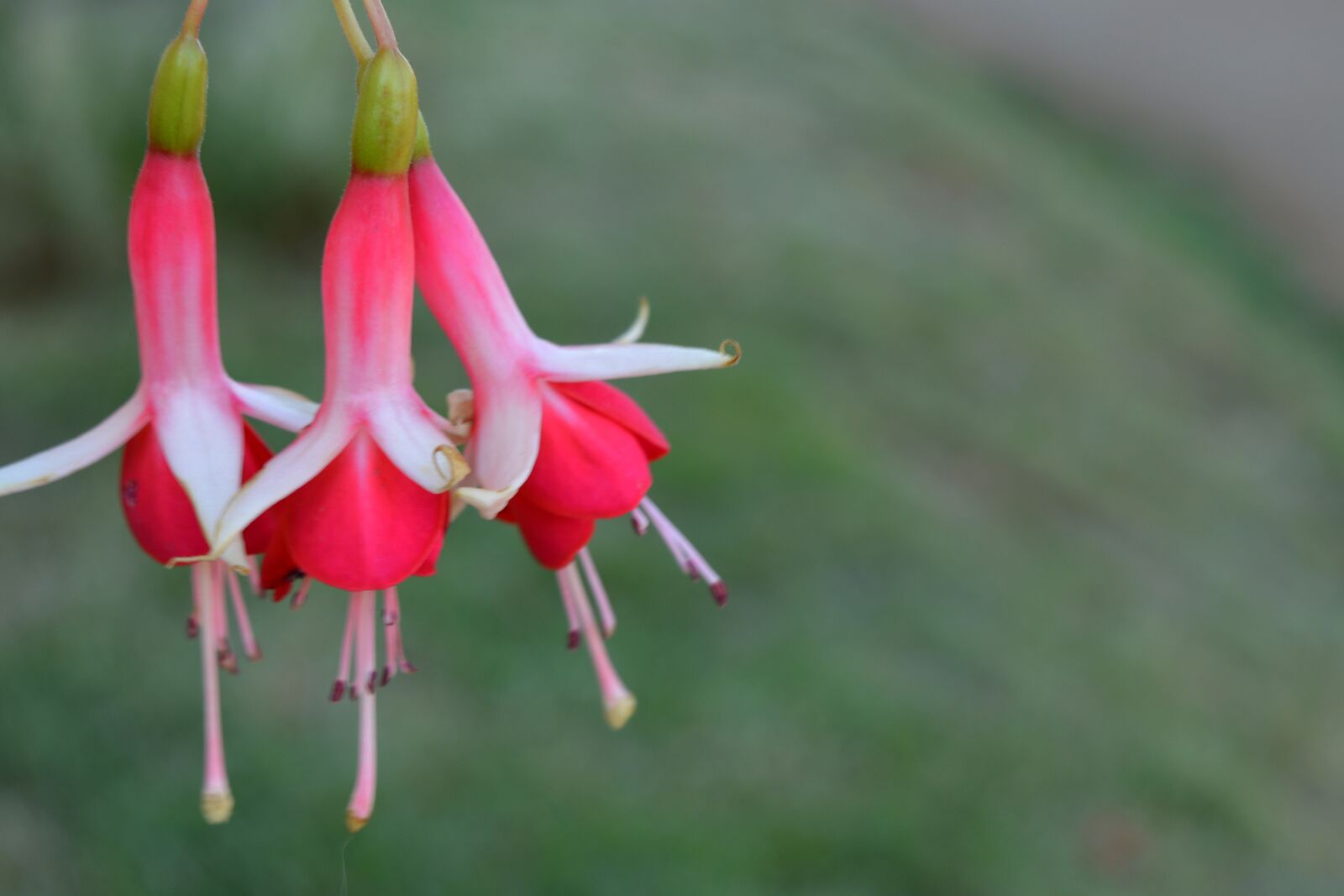Nikon D5200 sample photo. Nature, outdoors, flower photography