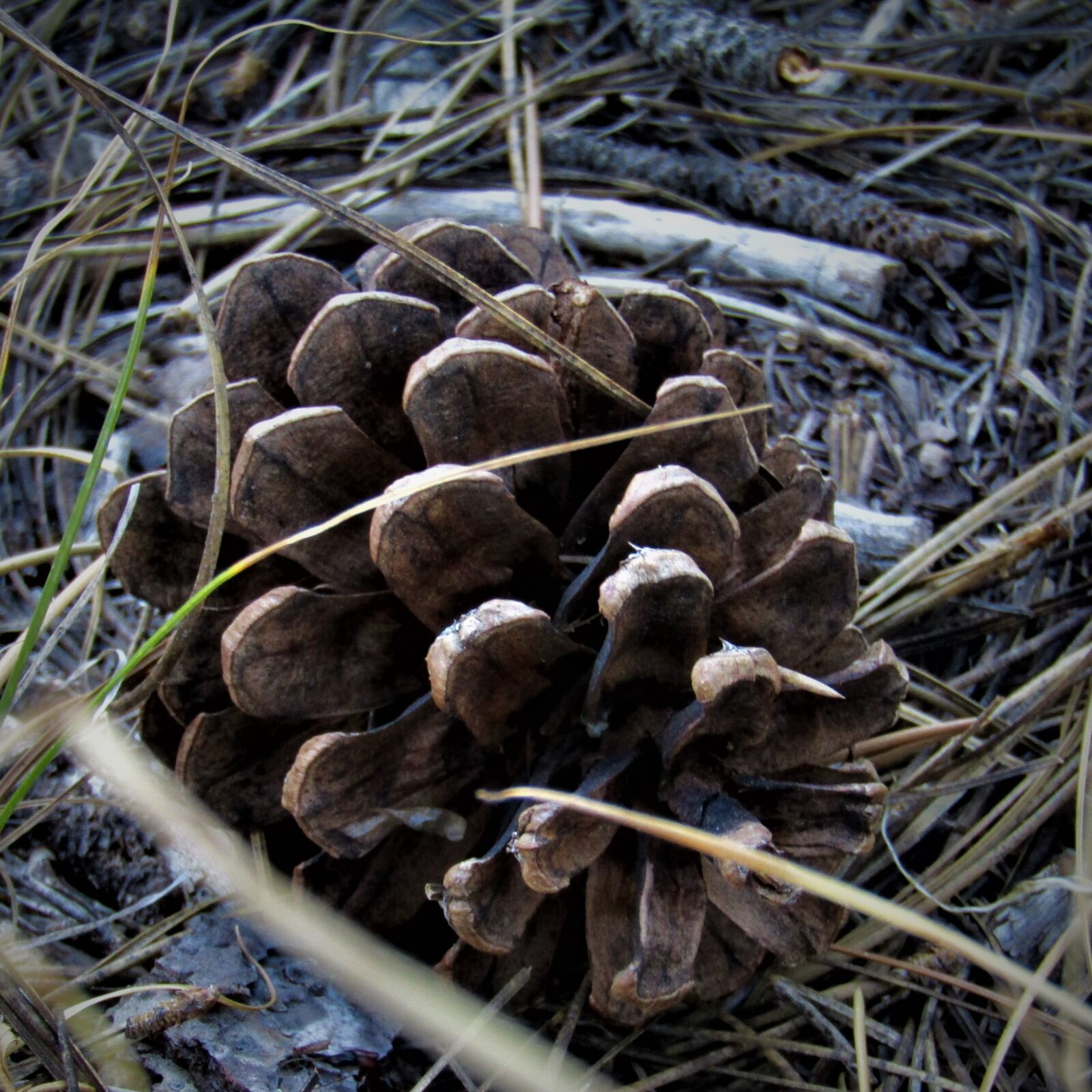 Canon PowerShot SX410 IS sample photo. Nature, pinecone, needles photography
