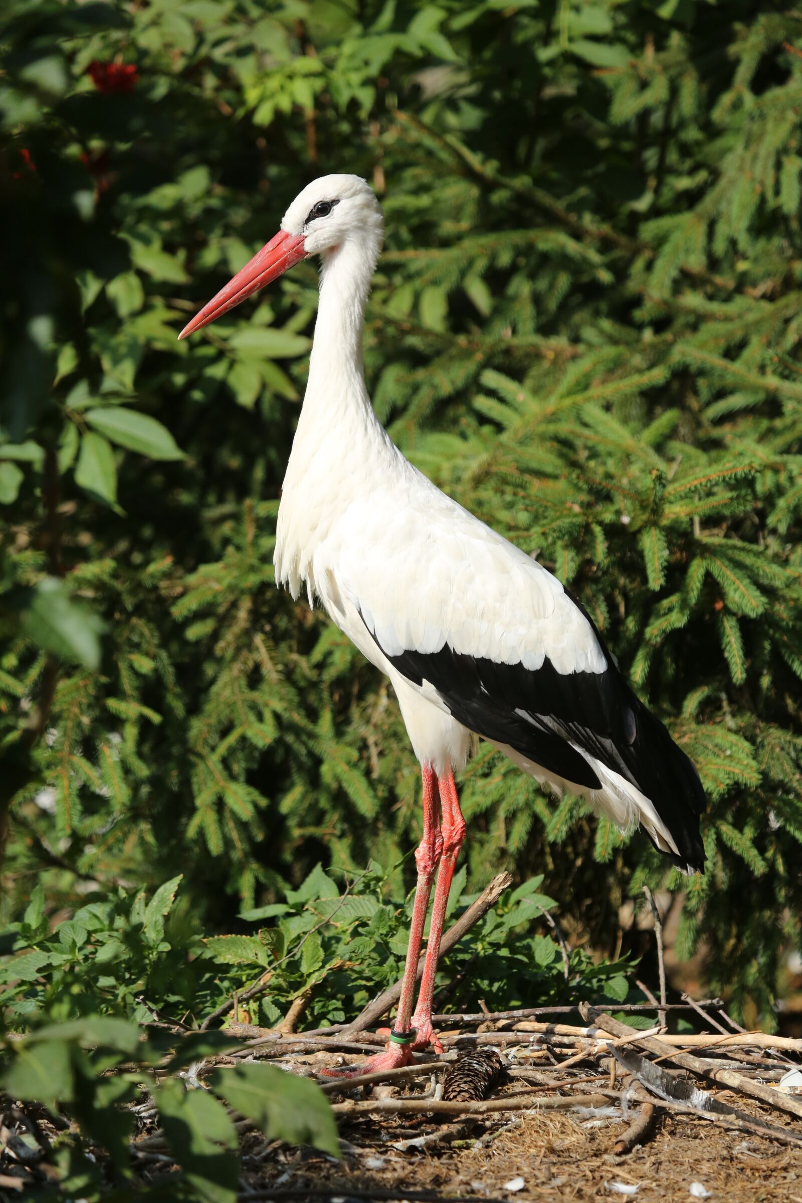 Canon EF 100-400mm F4.5-5.6L IS USM sample photo. Bird, animal world, nature photography