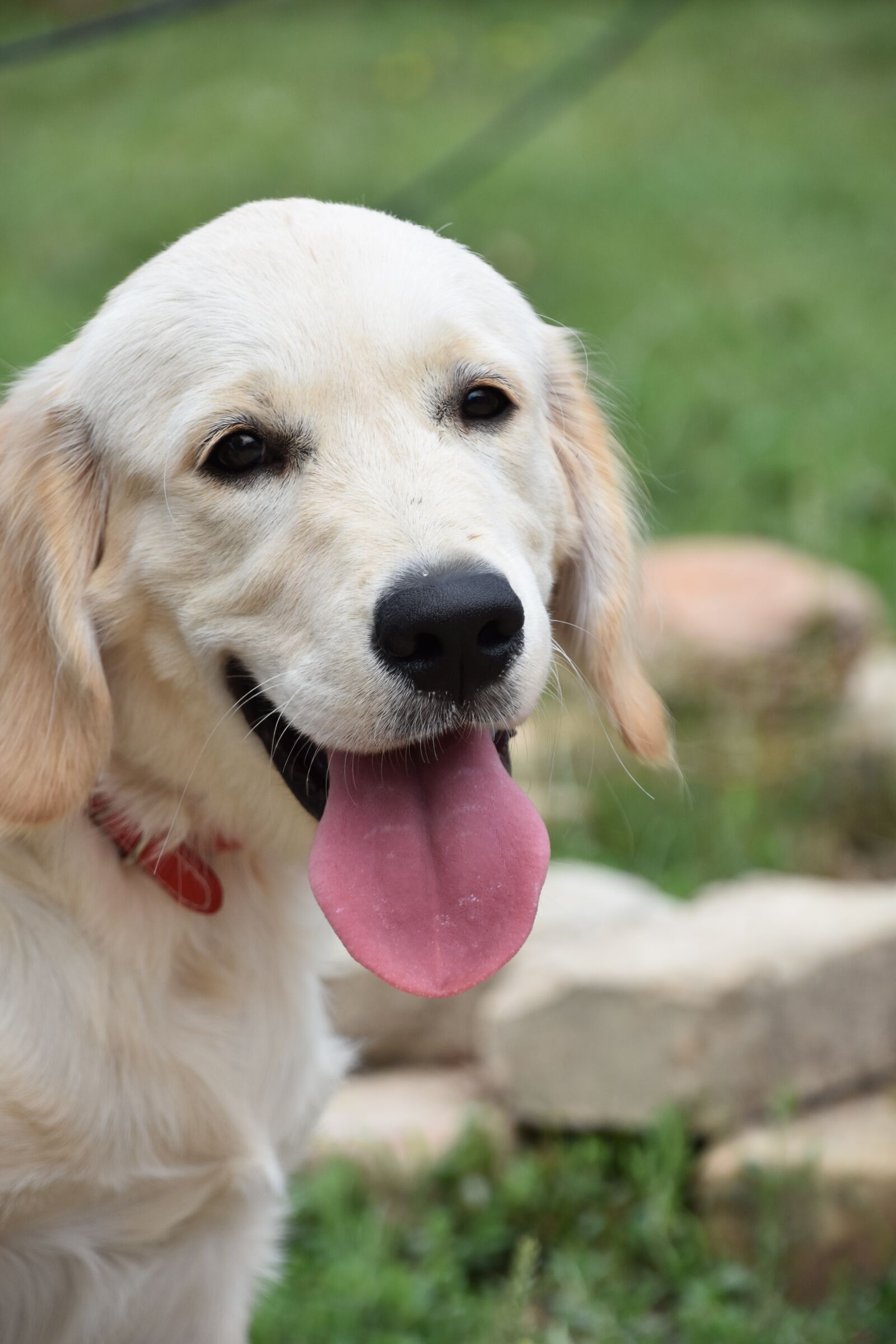 Nikon D7200 sample photo. Dog, puppy, pet photography