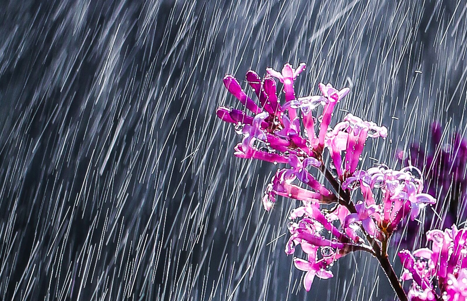Canon EOS 5D Mark III sample photo. Nature, flower, rain photography