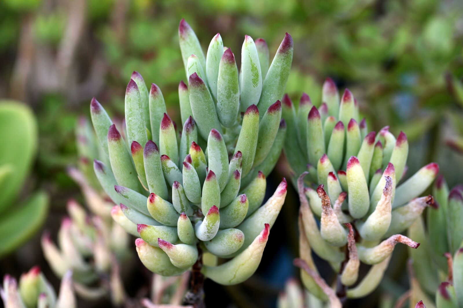 Canon EOS 5D sample photo. A fleshy plant, fleshy photography