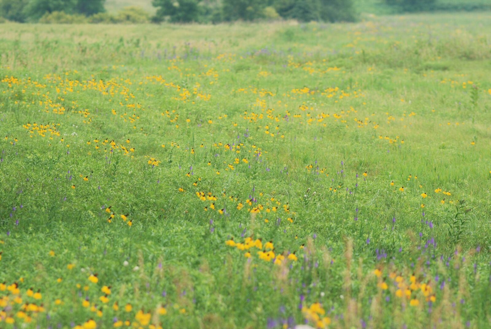 Nikon D80 sample photo. Spring, flowers, field photography