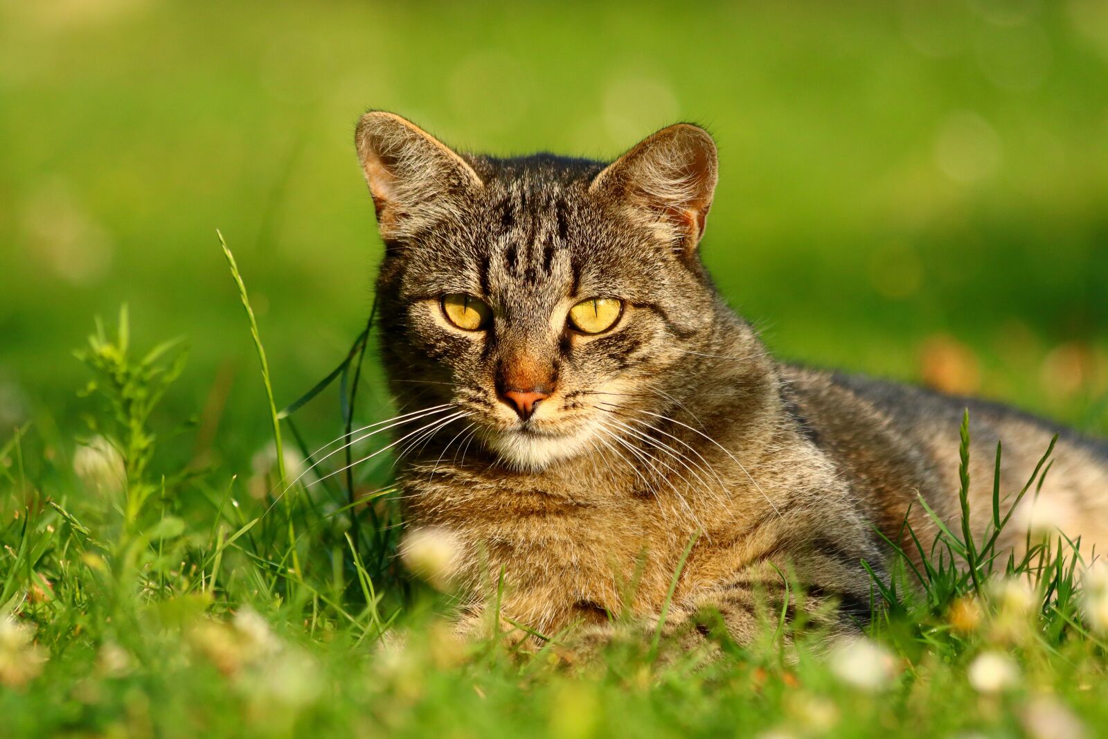 Canon EOS 750D (EOS Rebel T6i / EOS Kiss X8i) + Canon EF 70-300mm F4-5.6 IS USM sample photo. Cat, animal, adorable photography