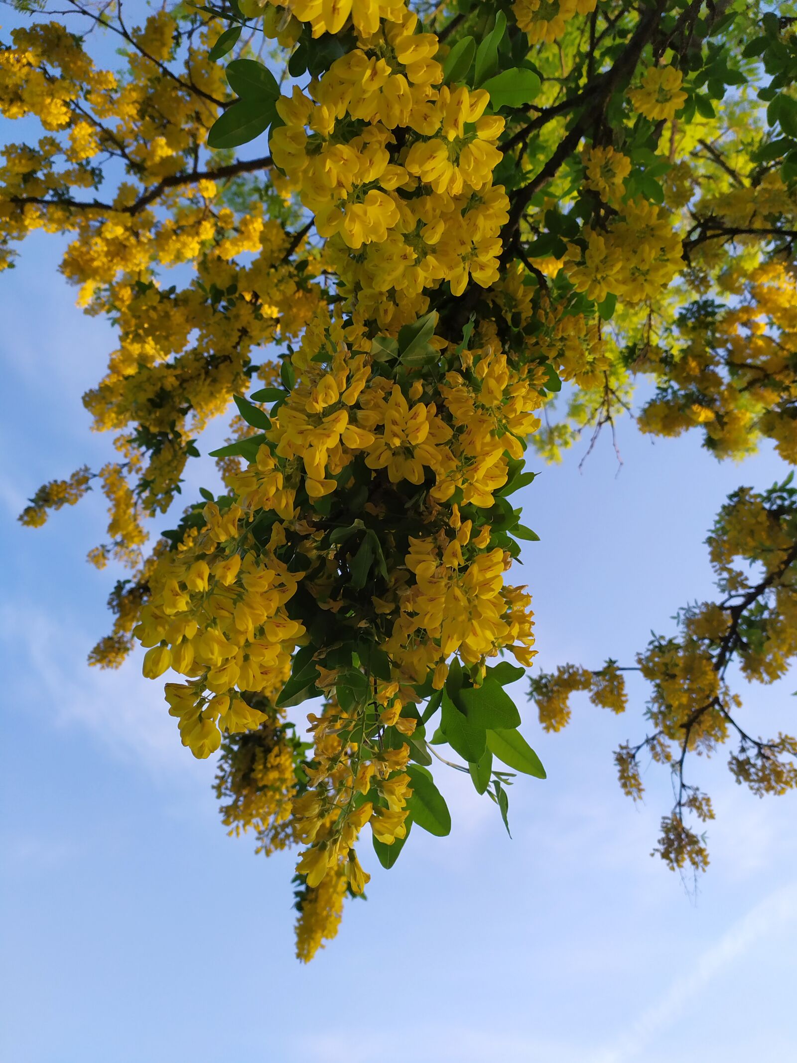 Xiaomi Redmi Note 7 sample photo. Golden rain, tree, yellow photography