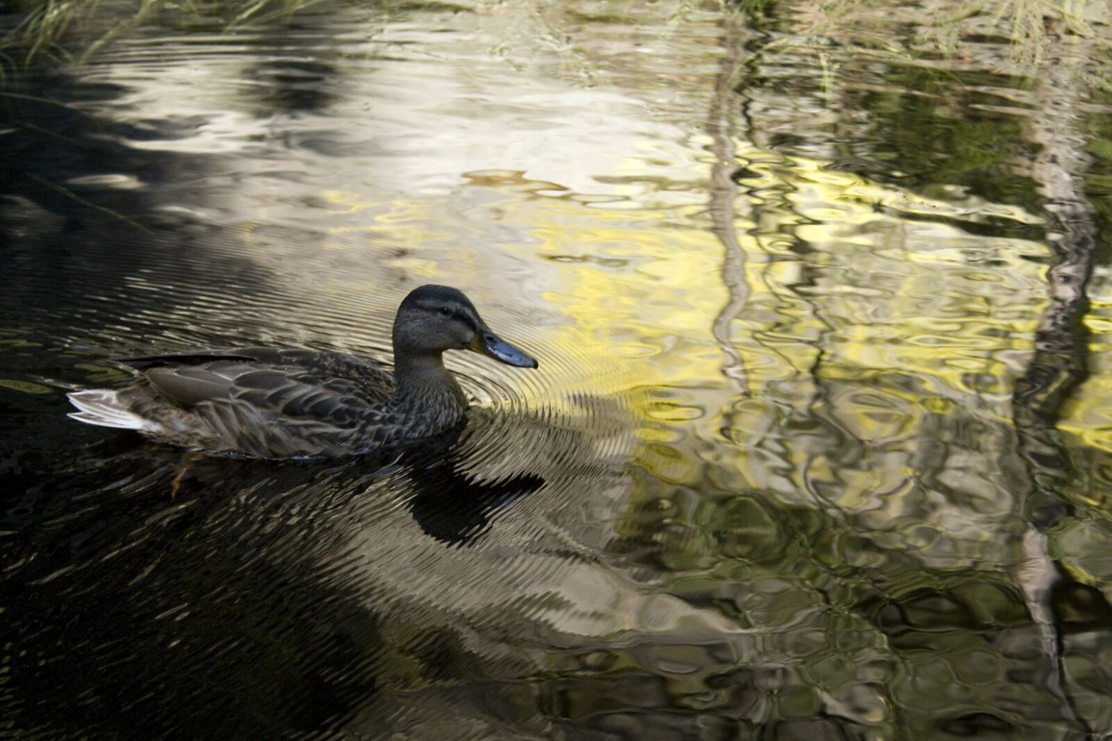 Canon EOS 400D (EOS Digital Rebel XTi / EOS Kiss Digital X) sample photo. Duck, water, reflection photography