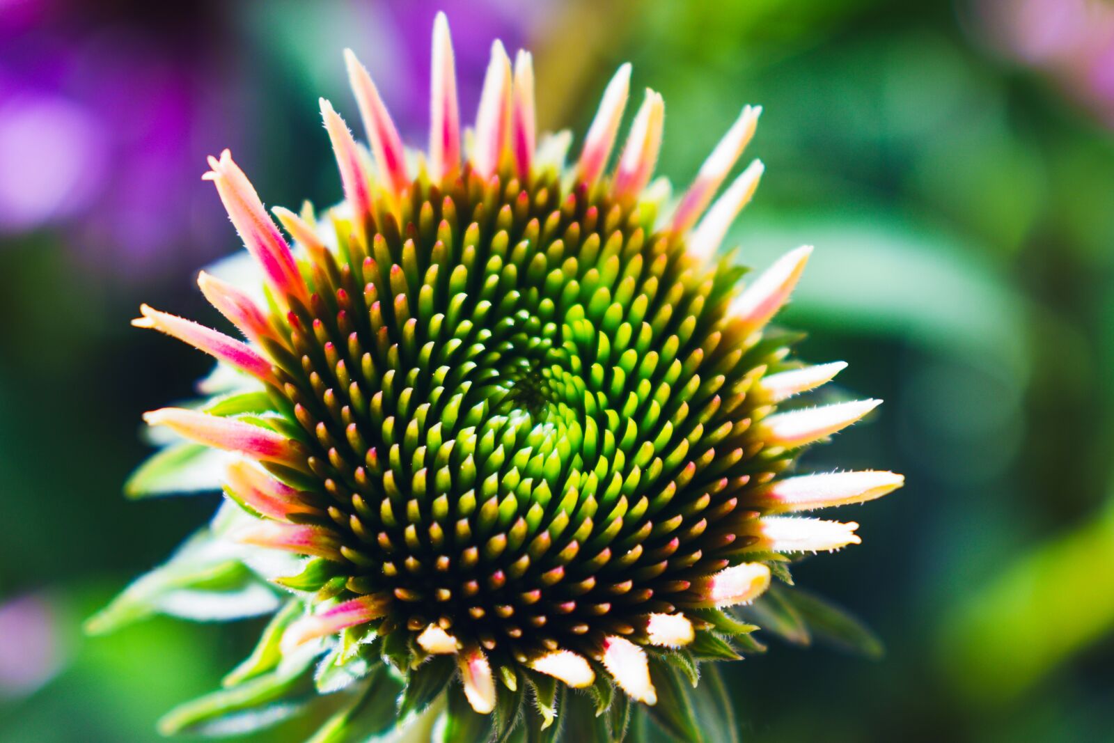 Nikon D5600 sample photo. Flower, bloom, macro photography