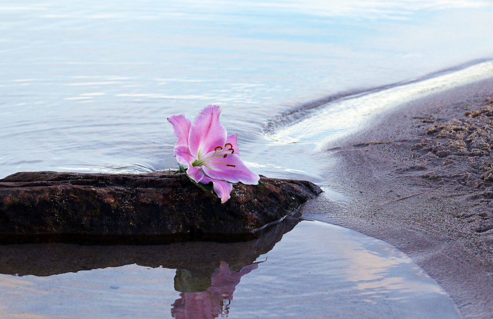 Canon EOS 80D sample photo. Lily, flower, blossom photography
