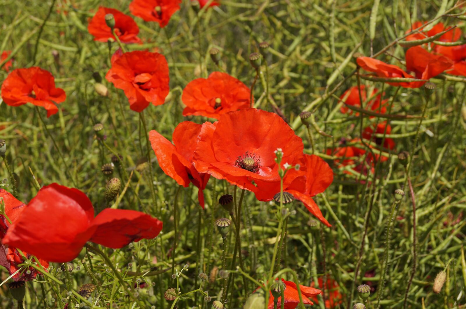 Sony SLT-A57 sample photo. Poppy, fields, nature photography
