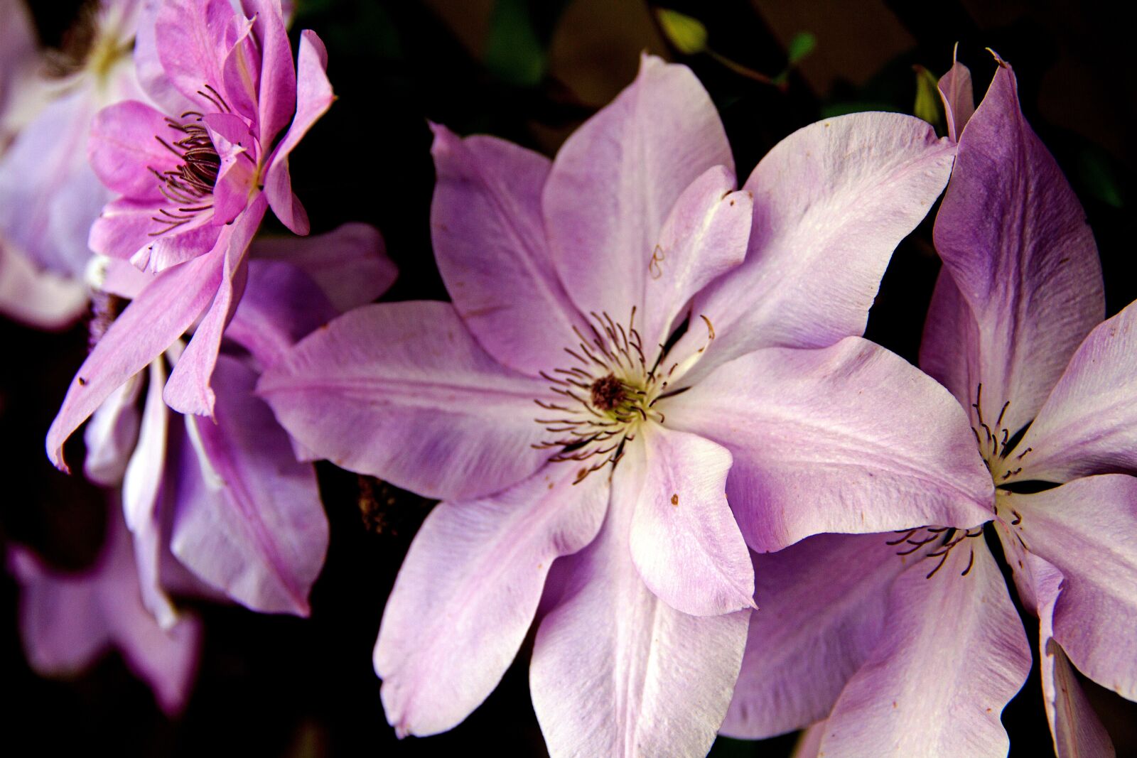 Canon EOS 7D sample photo. Flower, clematis, flora photography