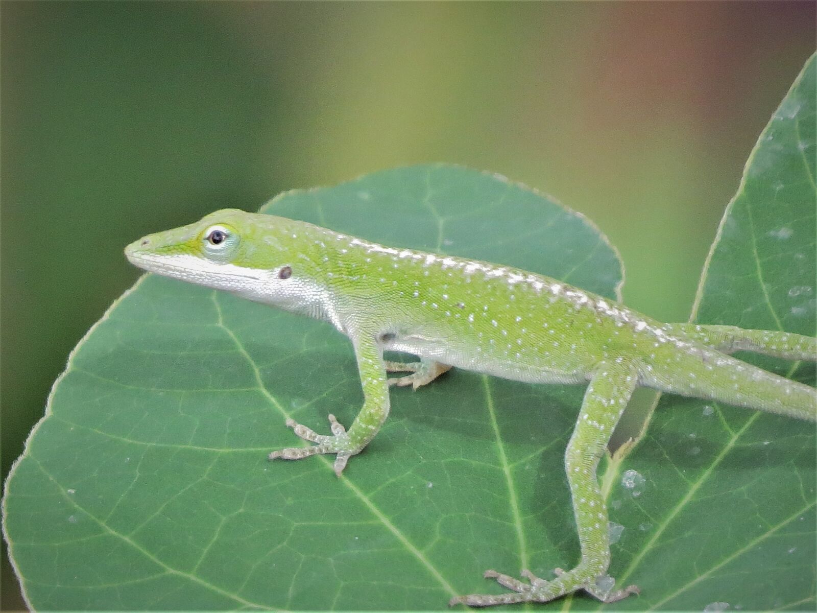 Green lizard энгельс. Ящерица рисунок. Ящерица зелёного цвета крупная растительная. Green Wild Life.