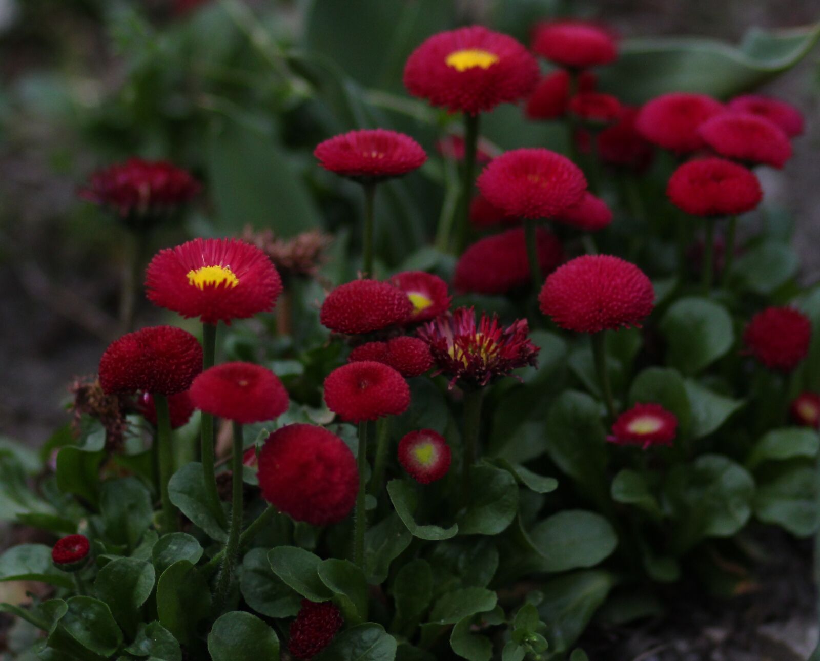 Canon EF 85mm F1.8 USM sample photo. Richard, red, flower photography