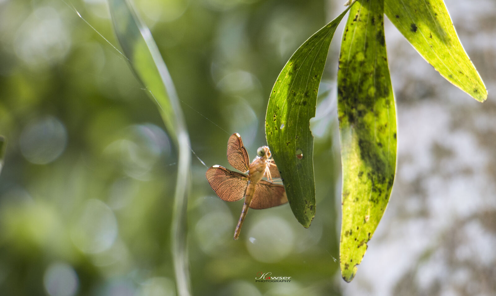 Canon EOS 70D sample photo