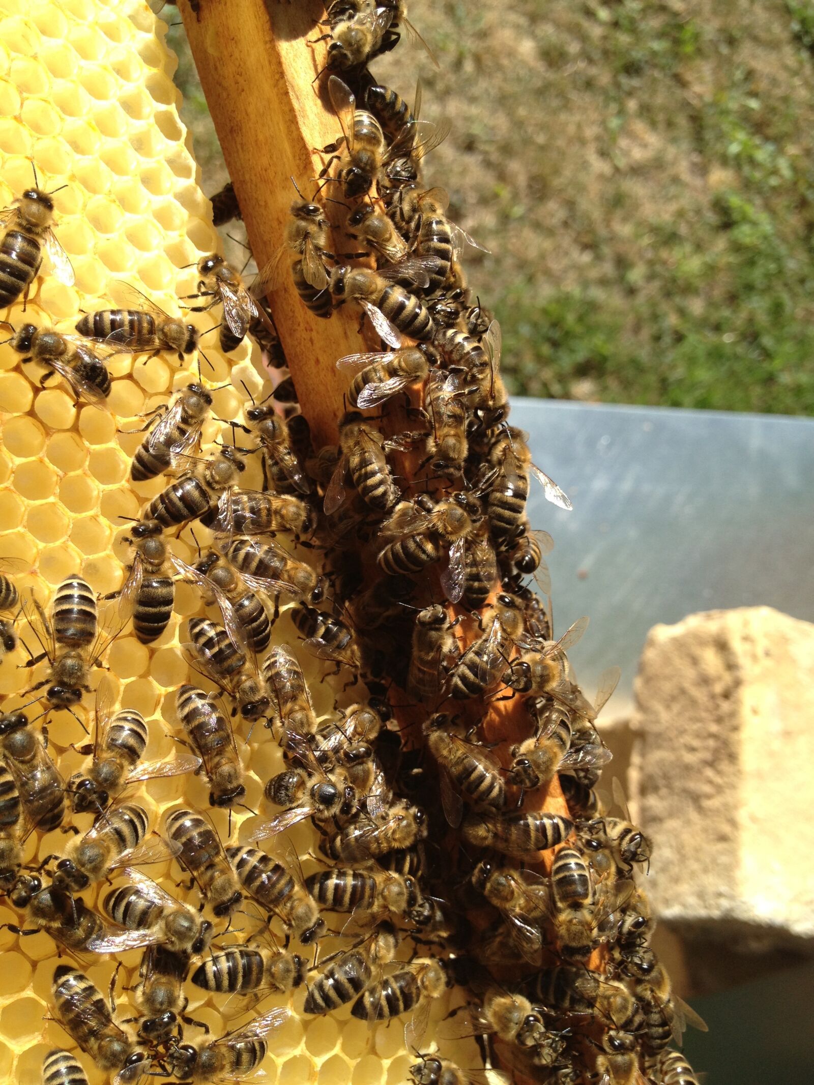 Apple iPhone 4S sample photo. Bees, beekeeping, blossom photography