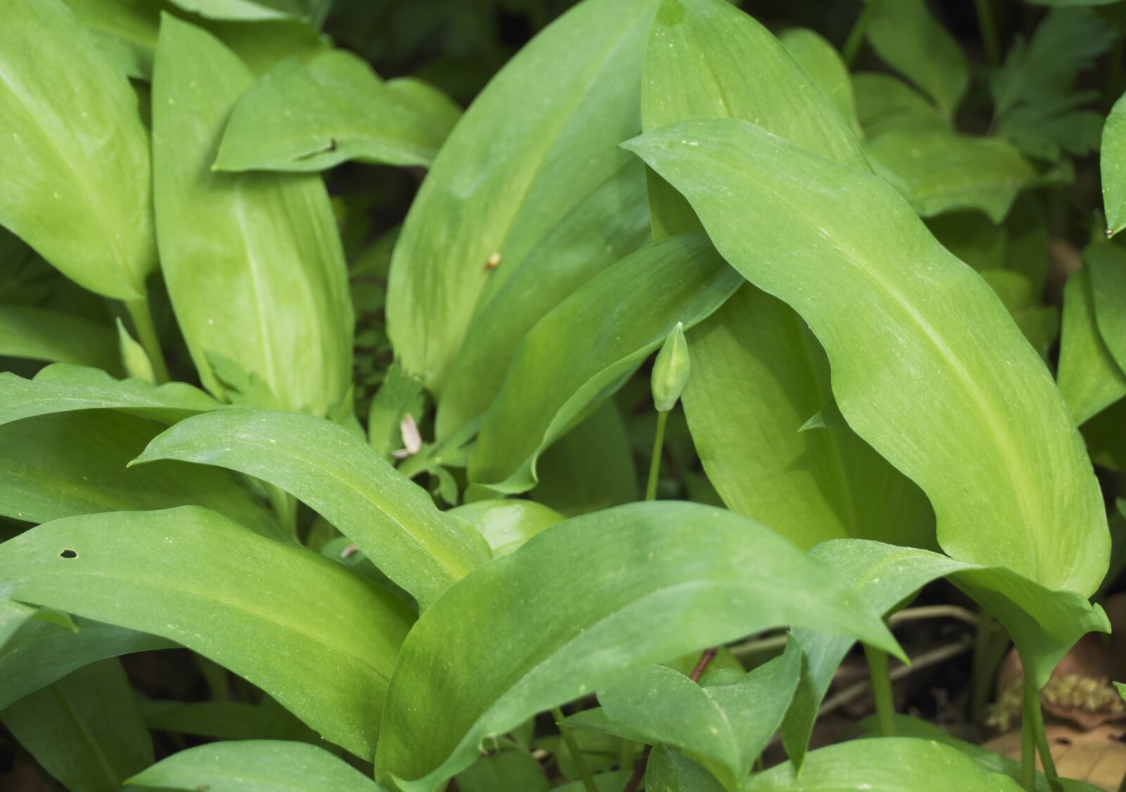 Panasonic Lumix DMC-FZ1000 sample photo. Bear's garlic, leaves, plant photography