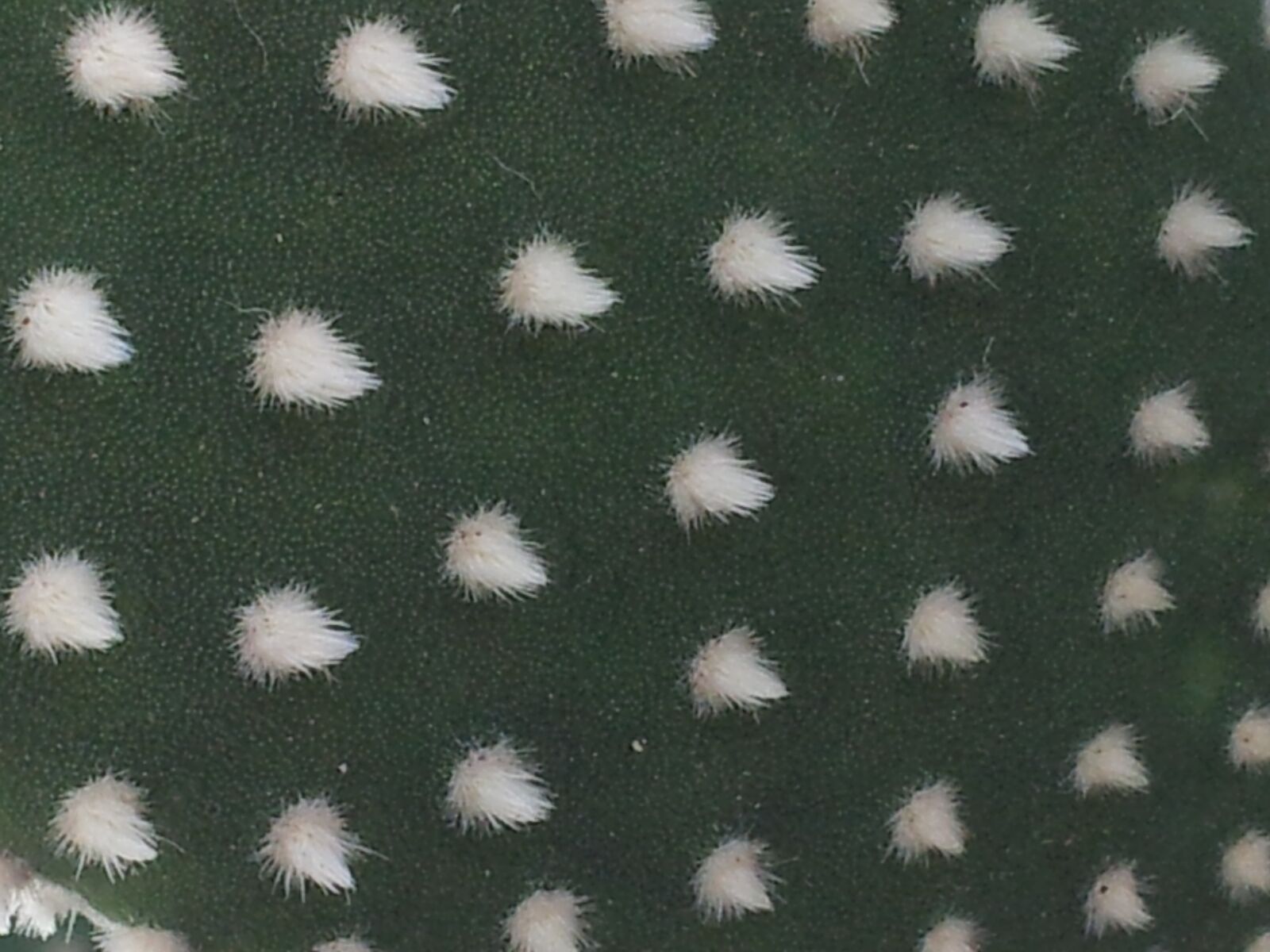Samsung Galaxy S2 sample photo. Cactus, leaf, botany photography