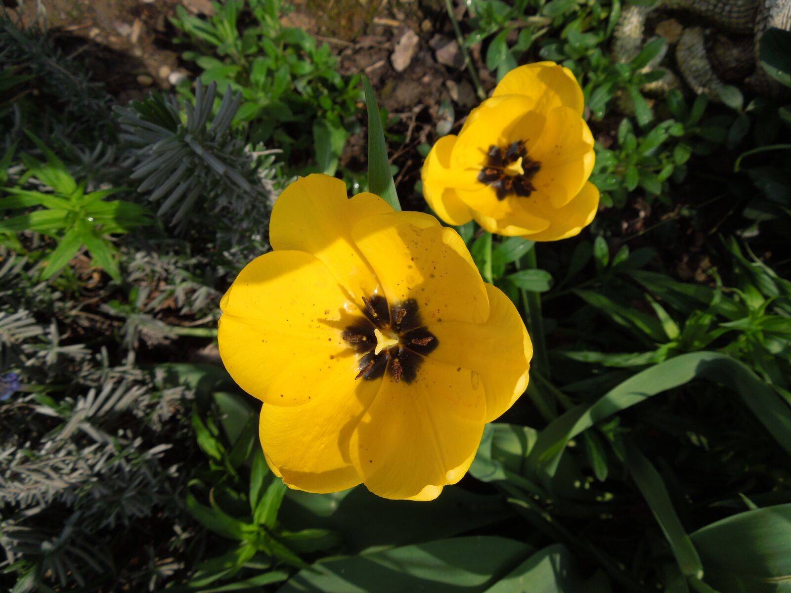 Nikon Coolpix S8200 sample photo. Tulip, yellow, flowers photography
