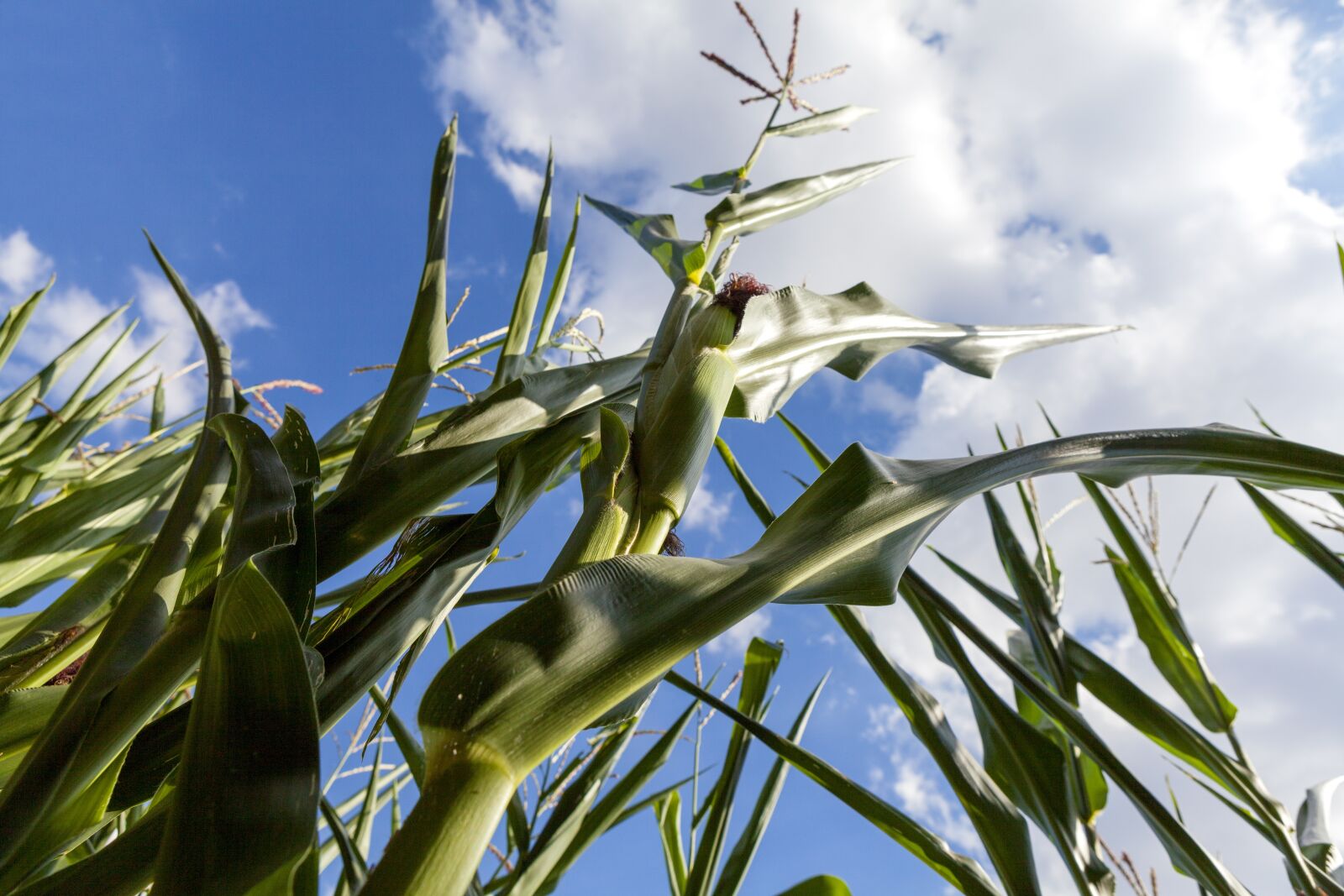 Canon EOS 5D Mark II sample photo. Corn, agriculture, food photography