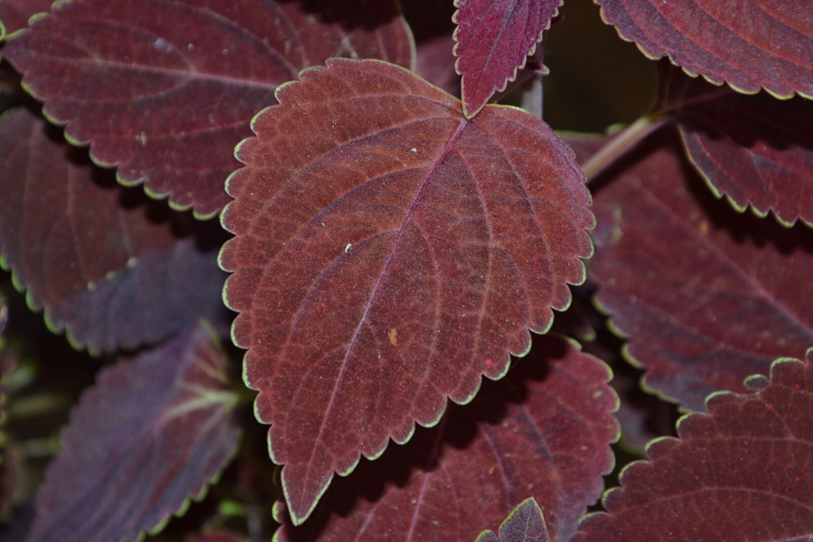 Nikon D3200 sample photo. Colorful nettles, nettles, plant photography