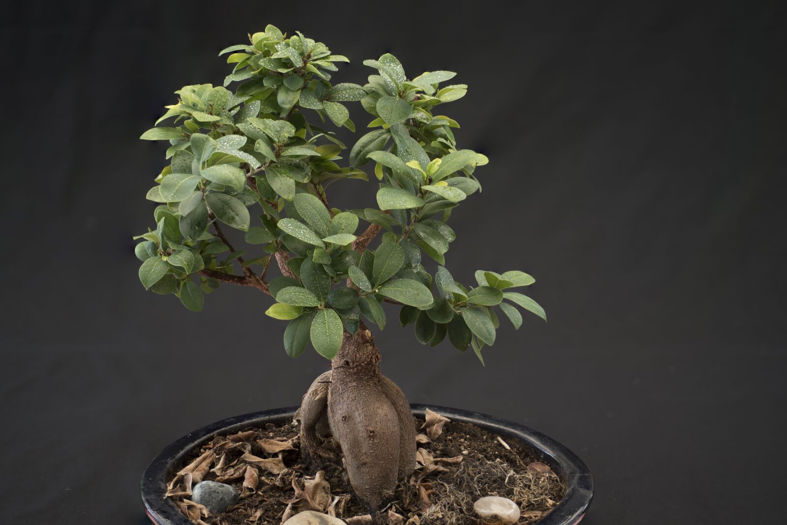Nikon D750 sample photo. Bonsai, smaller tree, potted photography