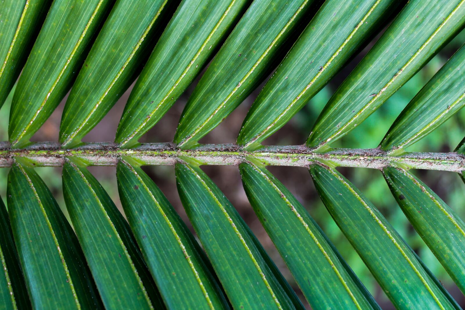 Canon EOS 1300D (EOS Rebel T6 / EOS Kiss X80) sample photo. Leaf, plant, tropical photography