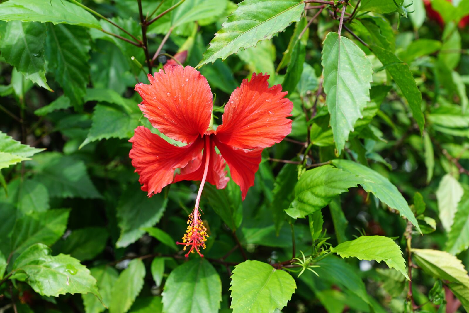 Sony DT 16-50mm F2.8 SSM sample photo. Hibiscus, flower, red photography