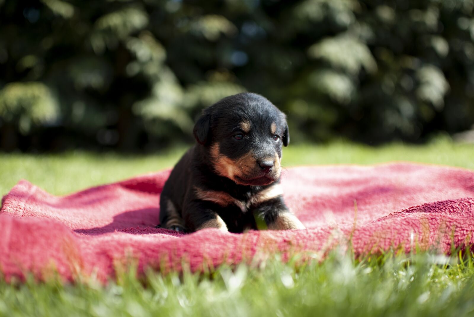 Nikon D60 sample photo. Puppy, dog, small photography