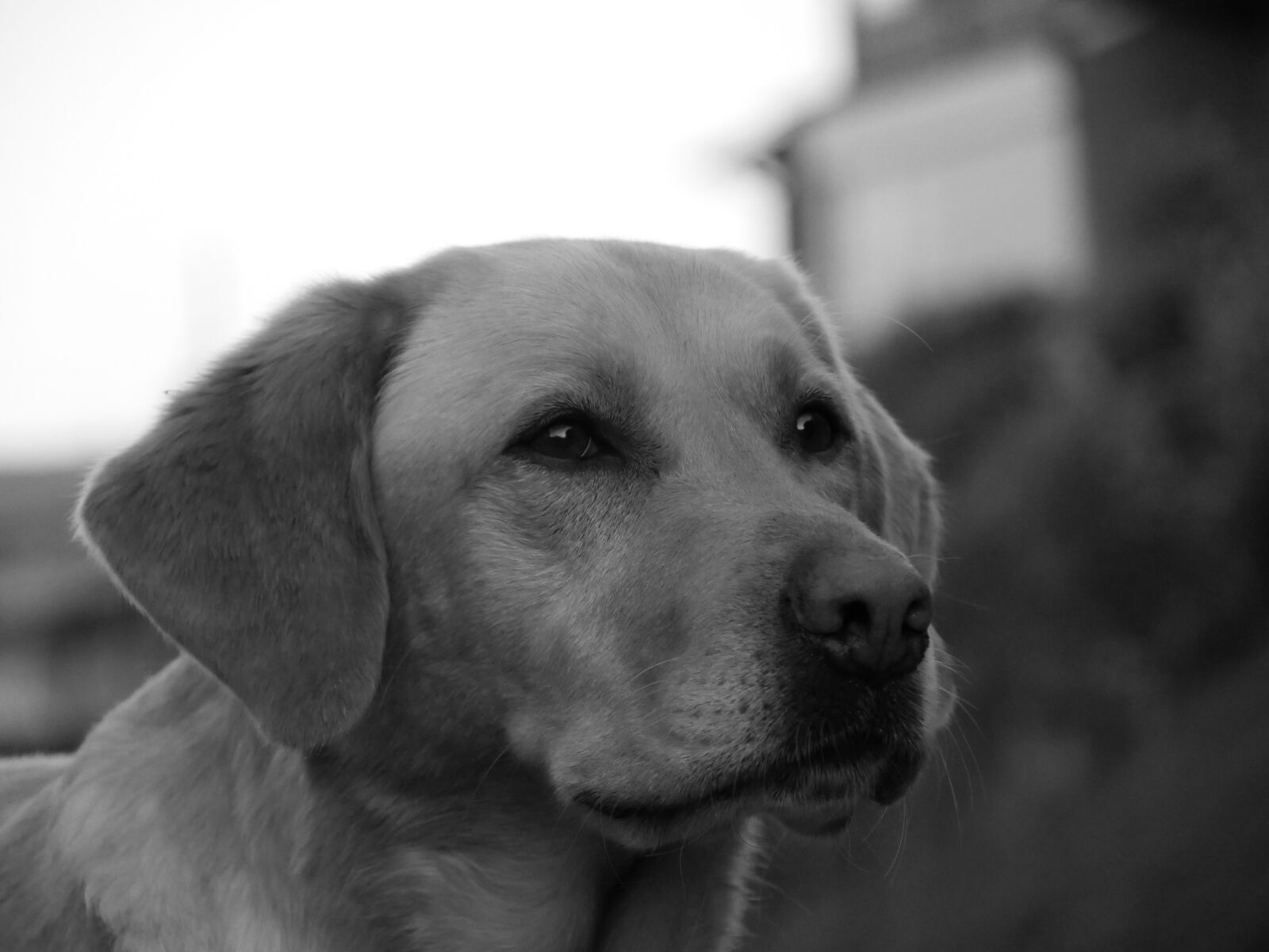 Panasonic DMC-G70 sample photo. Dog, black white, sweet photography