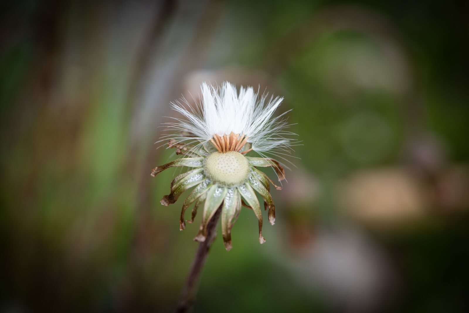 Nikon D750 sample photo. Seeds, flying seeds, blossom photography