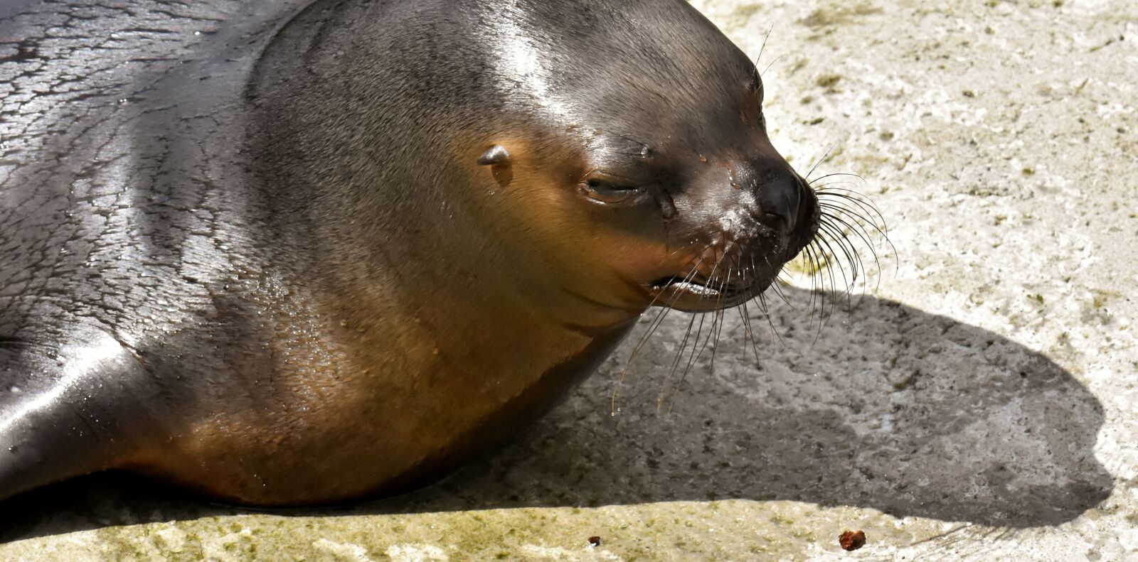 Nikon D7200 sample photo. Seal, sea lion, eat photography