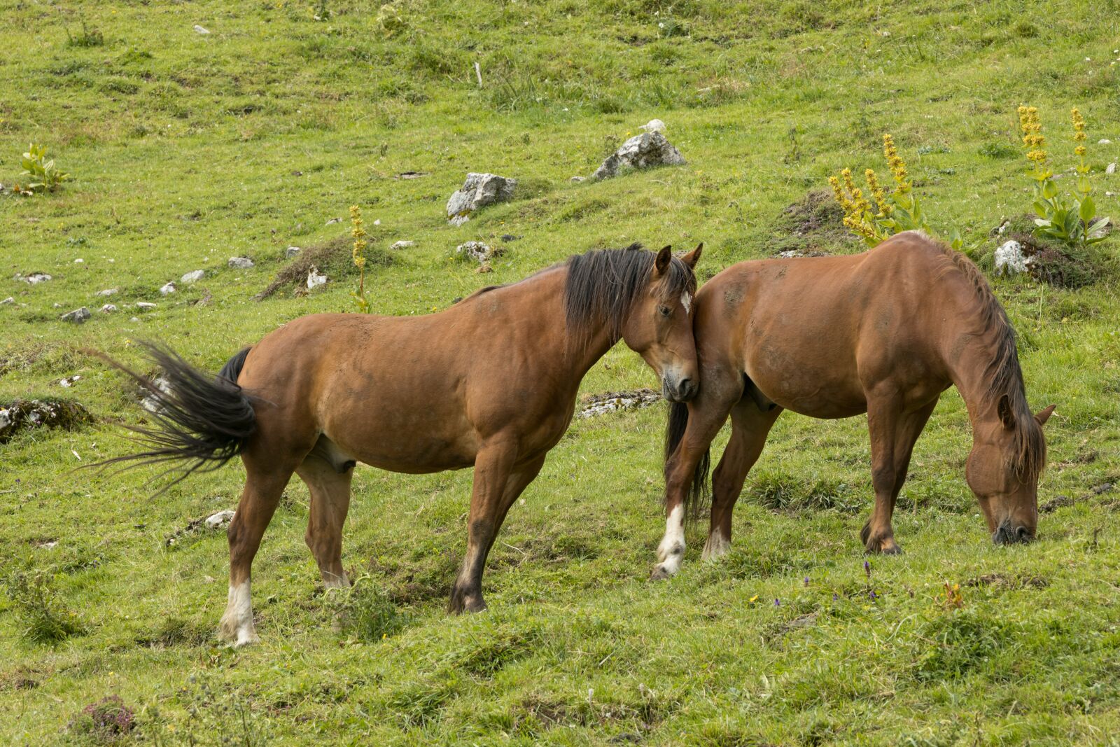 Canon EOS R sample photo. Horses, animal, affection photography