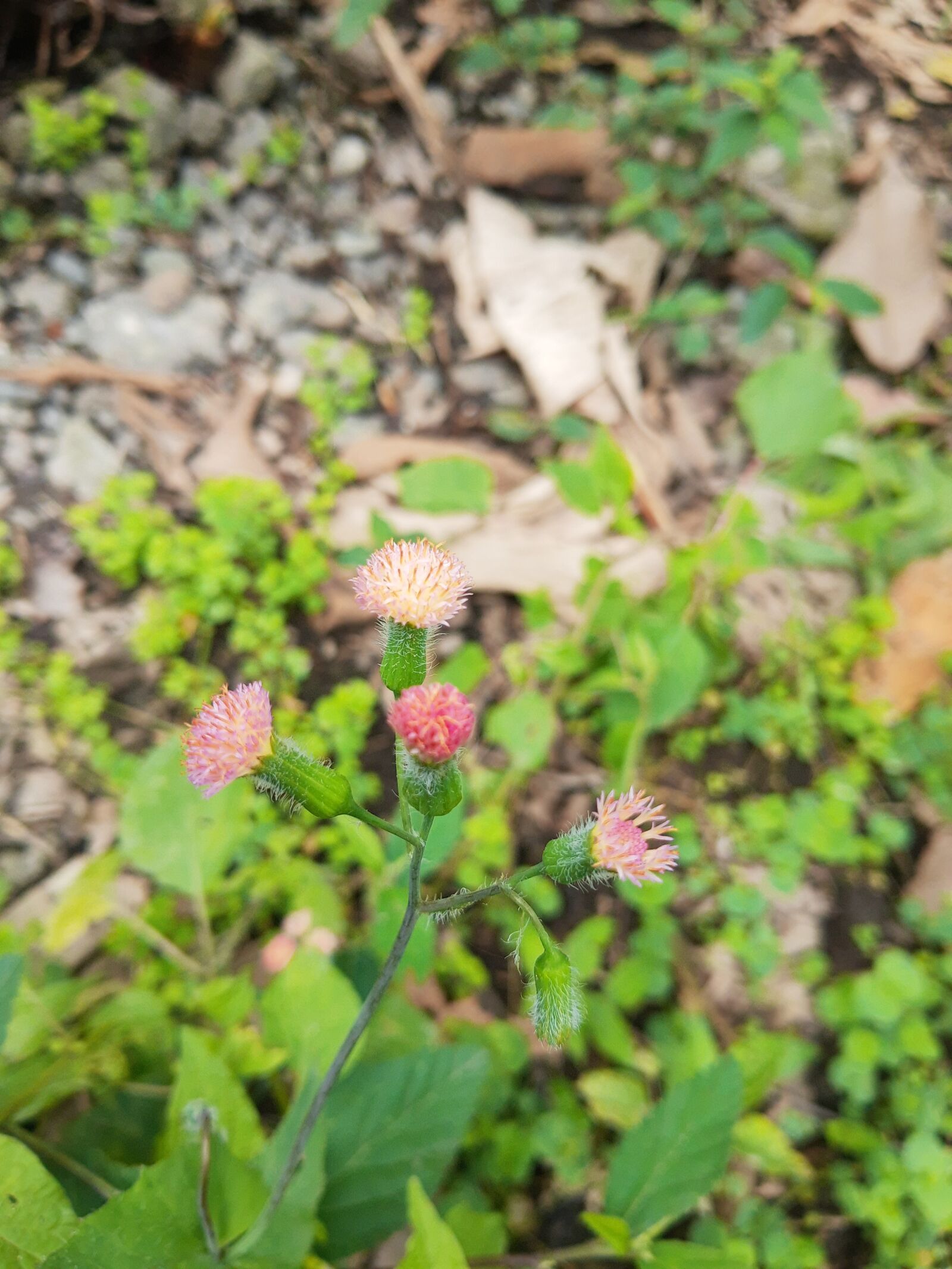 Motorola ONE ACTION sample photo. Pink, iso 100, wild photography