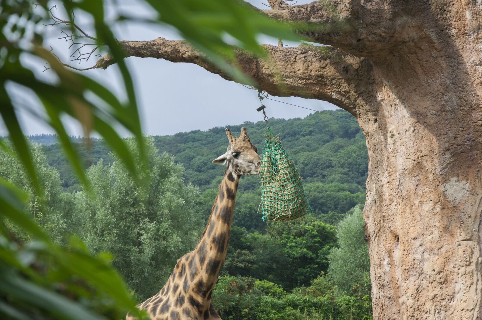 Nikon D5000 sample photo. Giraffe, zoo, nature photography