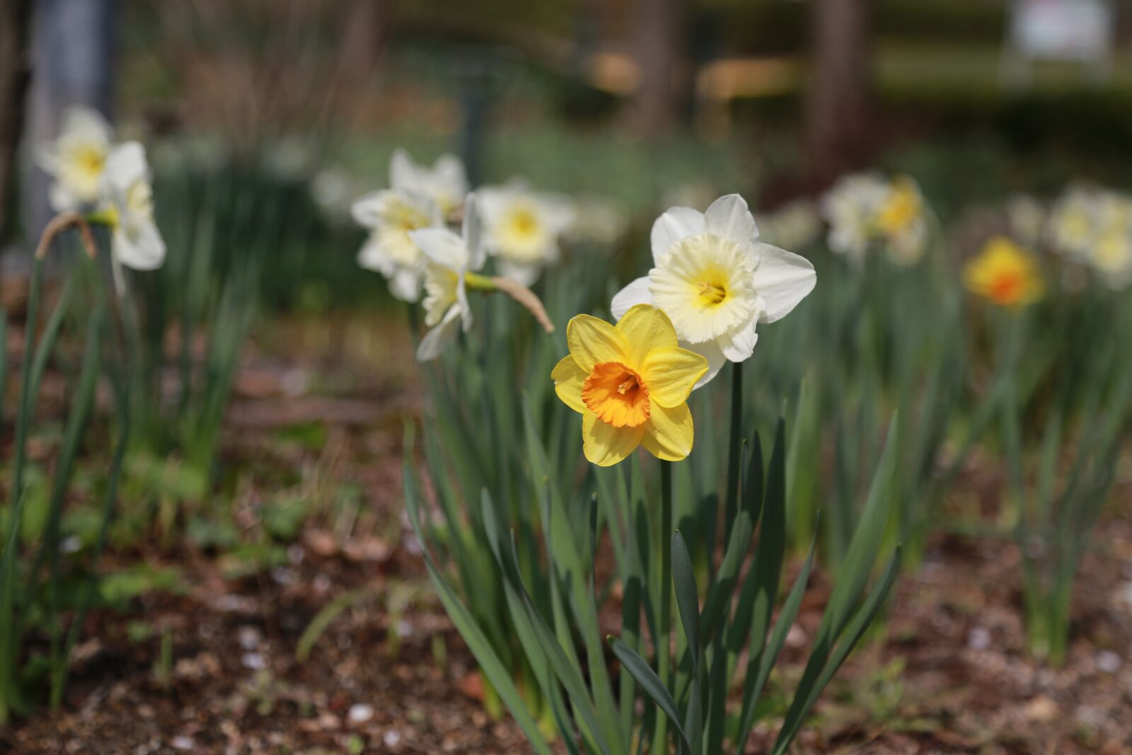 Canon EOS 6D + Canon EF 24-105mm F4L IS USM sample photo. Narcissus, spring, flowers photography