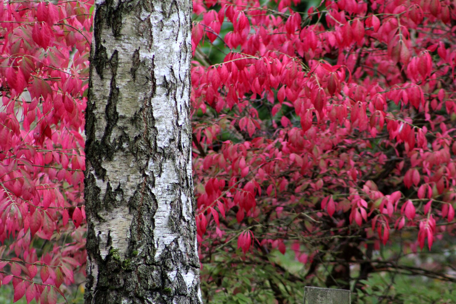 Canon EF 75-300mm f/4-5.6 sample photo. Tree, leaves, autumn photography