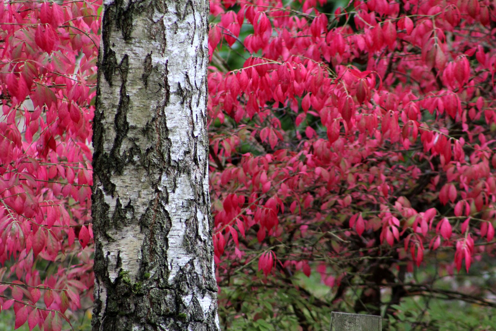 Canon EOS 1300D (EOS Rebel T6 / EOS Kiss X80) + Canon EF 75-300mm f/4-5.6 sample photo. Tree, leaves, autumn photography