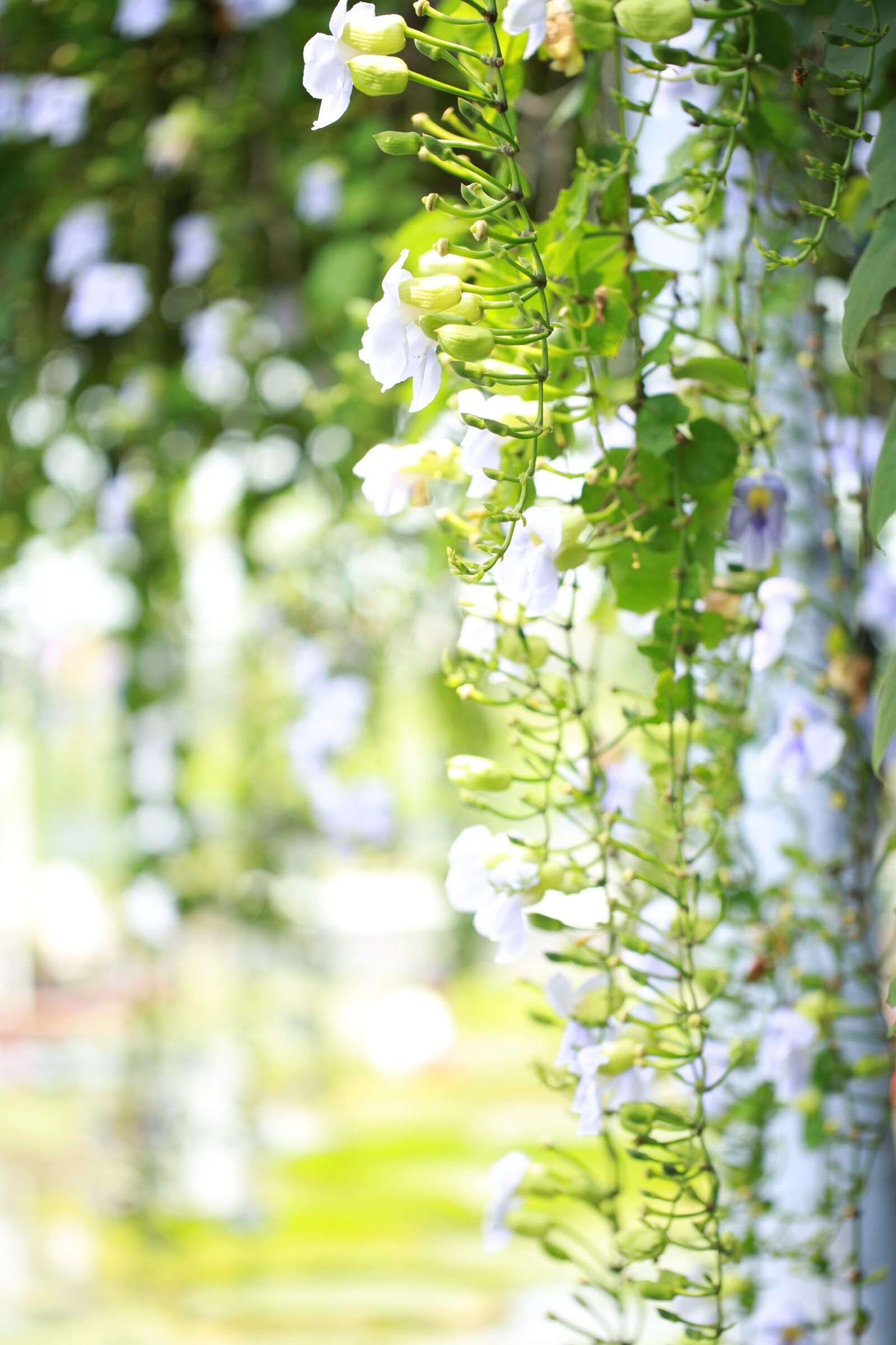 Canon EF 100mm F2.8L Macro IS USM sample photo. White vine flower, day photography