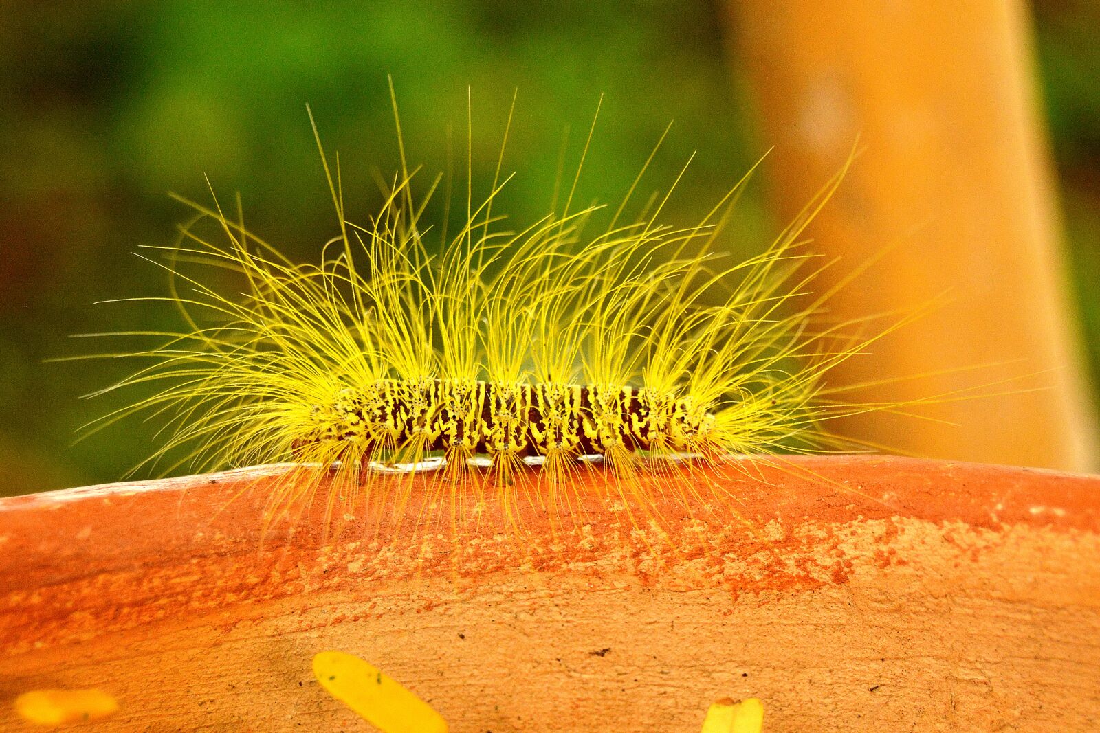 Nikon D5200 sample photo. Caterpillar, insect, hairy photography